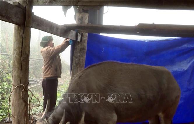 Người dân xã Sìn Hồ, tỉnh Lai Châu căng bạt phòng chống rét cho gia súc nơi có nền nhiệt độ xuống 1-3 độ C về đêm. Ảnh: Quý Trung – TTXVN