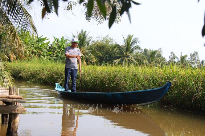 Farmers inspect their rice crops, awaiting harvest. VNA Photo: Chanh Đa