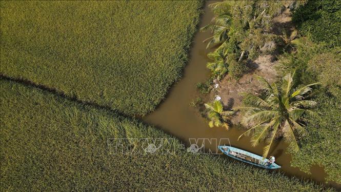 Rice fields in the shrimp-rice farming area of ​​Ca Mau province are ready for harvest. VNA Photo: Chanh Đa
