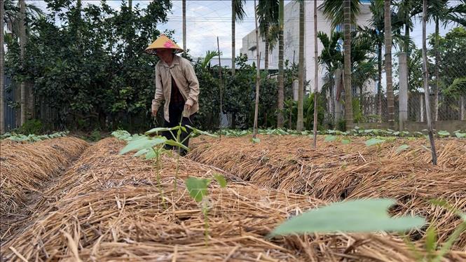 Bà Lê Thị Hà ở thôn Thanh Long, xã Long Phụng (Quảng Ngãi) chăm sóc rau để kịp vụ Tết nguyên đán 2026. Ảnh: Hải Âu - TTXVN