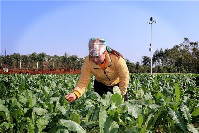 Thành viên nông nghiệp dịch vụ - cung ứng thực phẩm Đà Bắc chăm sóc rau, củ, quả trong nhà lưới. Ảnh: Thanh Hải - TTXVN