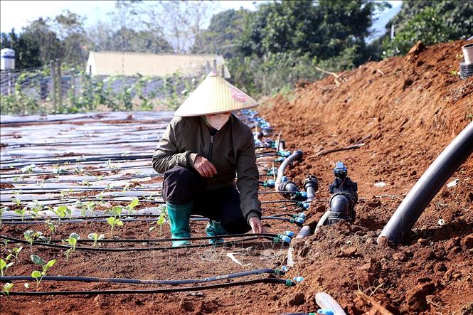 Thành viên Hợp tác xã kiểm tra hệ thống tưới nước tự động. Ảnh: Thanh Hải - TTXVN 