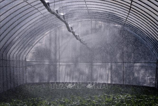 Thiết bị tưới nước rau, củ, quả hoạt động sau khi được điều khiển trên thiết bị điện thoại thông minh. Ảnh: Thanh Hải - TTXVN 