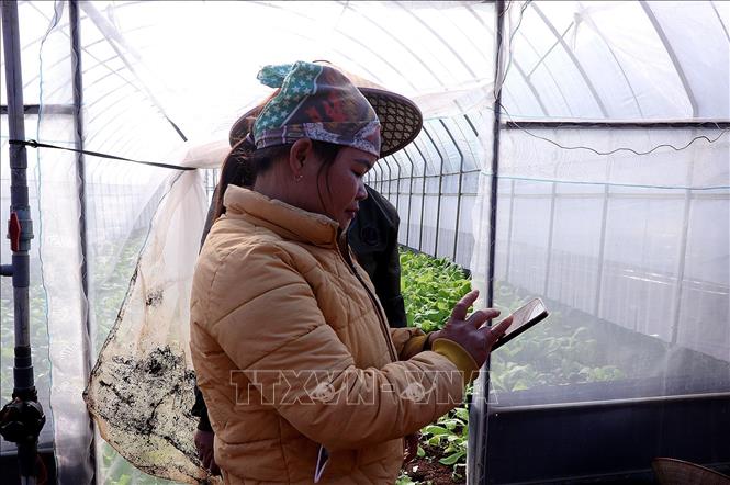 Thành viên Hợp tác xã thao tác vận hành hệ thống tưới nước tự động trên điện thoại thông minh. Ảnh: Thanh Hải - TTXVN 