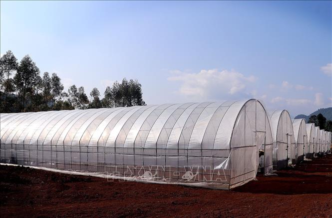Nhà màng nhà lưới trồng rau, củ, quả sạch diện tích xây dựng 5.000 m2 với 15 nhà lưới. Ảnh: Thanh Hải - TTXVN 