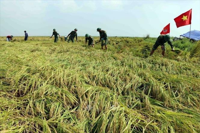 Cán bộ, chiến sĩ Biên phòng tỉnh Thừa Thiên - Huế giúp dân gặt lúa bị ngã đổ do mưa lớn kéo dài. Ảnh: Đỗ Trưởng - TTXVN