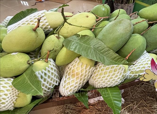 Xoài tượng da xanh Tân Thuận Tây đạt chuẩn OCOP 3 sao. Ảnh: Hồng Nhung - TTXVN