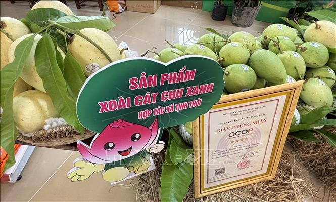 Xoài cát chu của Hợp tác xã Tịnh Thới đạt tiêu chuẩn xuất khẩu tới hơn 20 quốc gia trên thế giới. Ảnh: Hồng Nhung - TTXVN