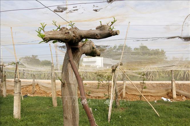 Vườn táo của anh Lê Bửu Khanh, khu phố Kim Bình, phường Hàm Thắng (Lâm Đồng) bị gãy đổ đã bắt đầu mọc lại chồi non mới sau khi được chăm sóc tích cực. Ảnh: Nguyễn Thanh - TTXVN