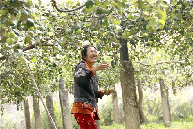 Vườn táo của anh Lê Bửu Khanh, khu phố Kim Bình, phường Hàm Thắng (Lâm Đồng) với 30 gốc táo lâu năm còn lại sau đợt mưa lũ đã bắt đầu cho ra trái lại. Ảnh: Nguyễn Thanh - TTXVN