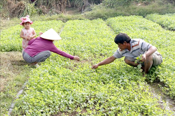 Gia đình anh Ngô Văn Trúc, khu phố Kim Bình, phường Hàm Thắng (Lâm Đồng) tái sản xuất bằng các loại rau ngắn ngày để kịp cung cấp trong dịp tết Nguyên đán. Ảnh: Nguyễn Thanh - TTXVN