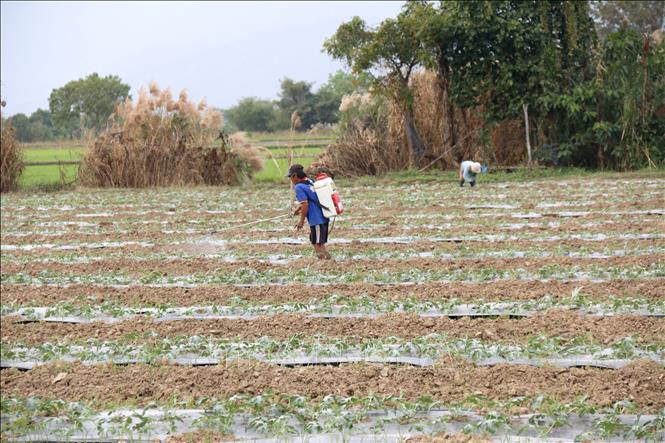 Người dân xã Hàm Thuận Bắc (Lâm Đồng) chăm sóc vườn dưa hấu vừa được tái sản xuất để kịp thu hoạch trong dịp Tết Bính Ngọ. Ảnh: Nguyễn Thanh - TTXVN