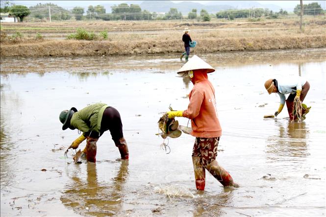 Người dân thôn Phú Thái, xã Hàm Thuận Bắc (Lâm Đồng) chuyển đổi trồng sen trên đất lúa sau khi nước lũ rút. Ảnh: Nguyễn Thanh - TTXVN