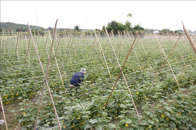 Anh Thái Minh Thuận, thôn Phú Thái, xã Hàm Thuận Bắc (Lâm Đồng) tất bật chăm sóc vườn dưa leo được tái sản xuất để một tuần nữa thu hoạch lứa đầu tiên. Ảnh: Nguyễn Thanh - TTXVN