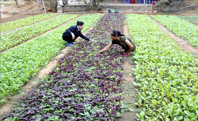Người dân tại khu phố Kim Ngọc, phường Hàm Thắng (Lâm Đồng) chú trọng trồng các loại hoa màu ngắn ngày để kịp thời cung cấp trong dịp Tết. Ảnh: Nguyễn Thanh - TTXVN