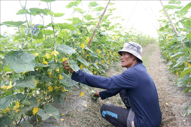 Anh Thái Minh Thuận, thôn Phú Thái, xã Hàm Thuận Bắc (Lâm Đồng) tất bật chăm sóc vườn dưa leo được tái sản xuất để một tuần nữa thu hoạch lứa đầu tiên. Ảnh: Nguyễn Thanh - TTXVN