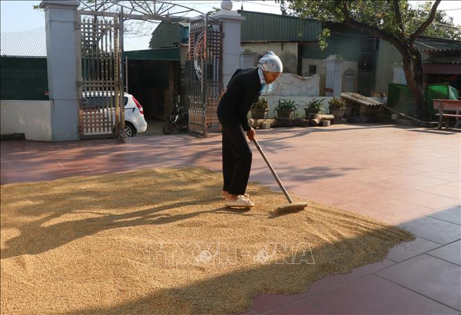 Do bị ngập hết lúa vụ mùa nên người dân mua thóc về phục vụ sinh hoạt. Ảnh: Thái Hùng- TTXVN