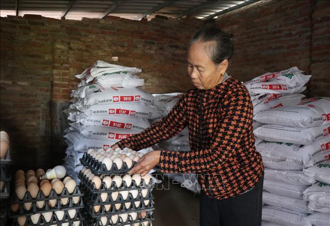 Người dân thôn Diên Lộc, xã Tam Giang, tiếp tục chăn nuôi, tái đàn sản xuất. Ảnh: Thái Hùng- TTXVN