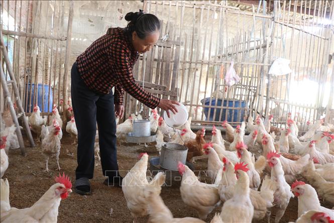Người dân thôn Diên Lộc, xã Tam Giang, tỉnh Bắc Ninh tiếp tục chăn nuôi, tái đàn sản xuất. Ảnh: Thái Hùng- TTXVN