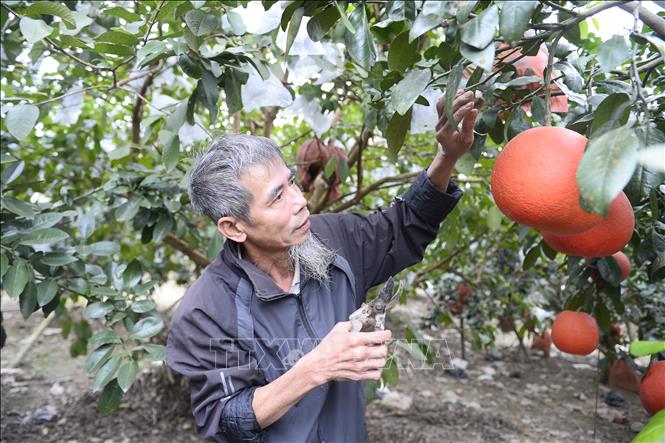 Ông Nguyễn Văn Tư chăm sóc vườn bưởi. Ảnh: Hoa Mai - TTXVN