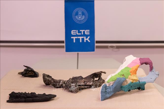 Hóa thạch hộp sọ khủng long có sừng Ajkaceratops kozmai được trưng bày tại cuộc họp báo ở Budapest, Hungary, ngày 7/1/2026. Ảnh: THX/TTXVN