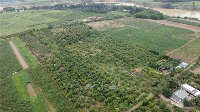 Diện tích trồng bưởi Luận Văn với tổng diện tích hơn 60ha tập trung chủ yếu tại làng Luận Văn, Xuân Bái, Lam Sơn… Ảnh: Hoa Mai - TTXVN