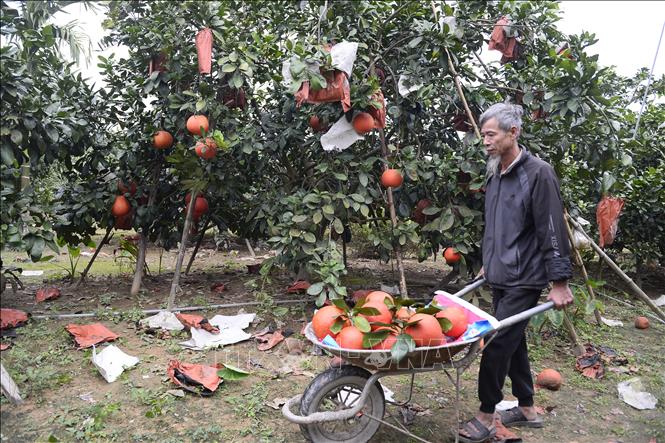 Thu hoạch bưởi Luận Văn. Ảnh: Hoa Mai - TTXVN