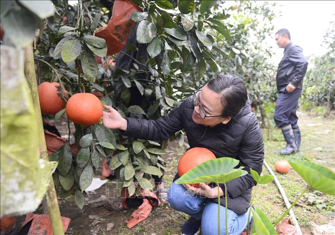 Khách chọn bưởi Luận Văn tại vườn. Ảnh: Hoa Mai - TTXVN
