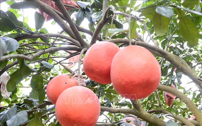 Bưởi đỏ Luận Văn chín đỏ. Ảnh: Hoa Mai - TTXVN