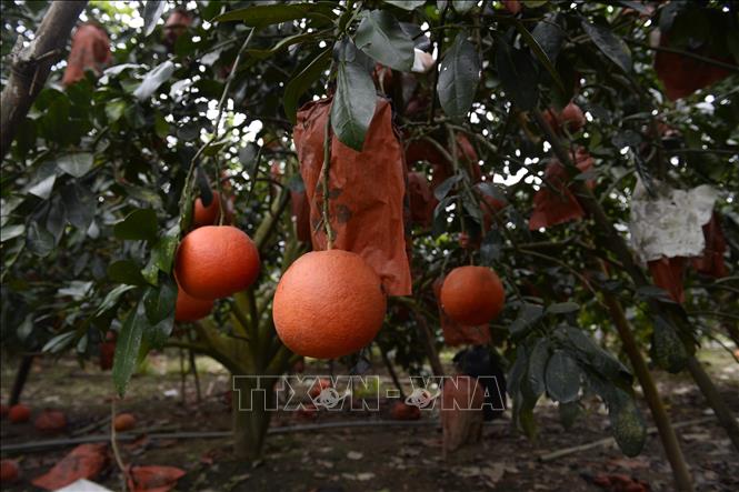 Bưởi Luận Văn chín đỏ. Ảnh: Hoa Mai - TTXVN