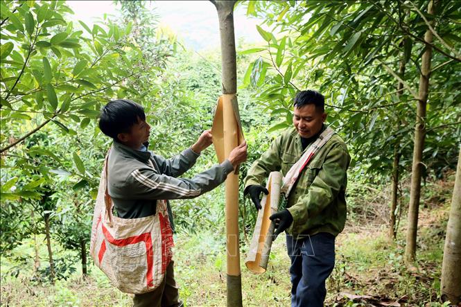 Nông dân xã Mường Khiêng, tỉnh Sơn La thu hoạch vỏ quế để mang đi tiêu thụ. Ảnh: Quang Quyết - TTXVN