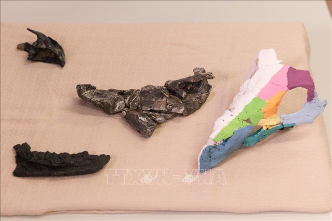 Hóa thạch và bản phục dựng hộp sọ khủng long có sừng Ajkaceratops kozmai được trưng bày tại cuộc họp báo ở Budapest, Hungary, ngày 7/1/2026. Ảnh: THX/TTXVN