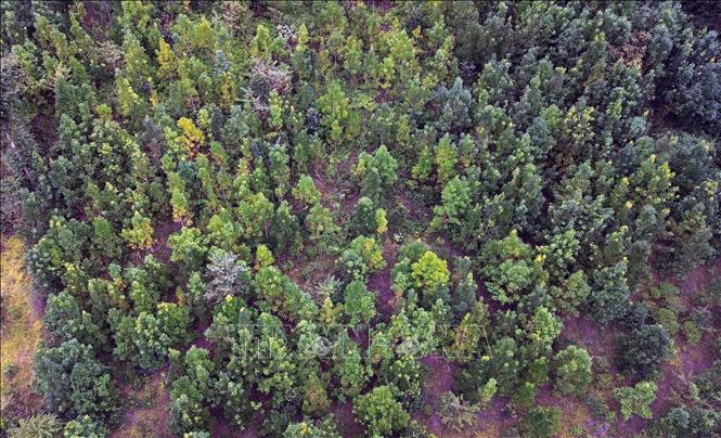 Diện tích trồng quế của các hộ dân tại bản Củ, xã Mường Khiêng, tỉnh Sơn La. Ảnh: Quang Quyết - TTXVN