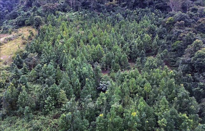 Diện tích trồng quế của các hộ dân tại bản Củ, xã Mường Khiêng, tỉnh Sơn La. Ảnh: Quang Quyết - TTXVN