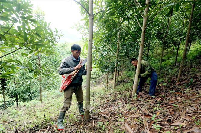 Nông dân xã Mường Khiêng, tỉnh Sơn La thu hoạch vỏ quế để mang đi tiêu thụ. Ảnh: Quang Quyết - TTXVN