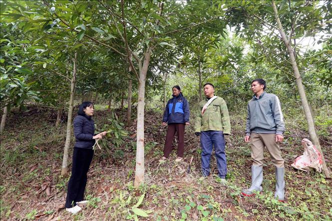Lãnh đạo phòng Kinh tế, xã Mường Khiêng, tỉnh Sơn La (bên trái) kiểm tra, đánh giá chất lượng quế của các hộ dân tại bản Củ. Ảnh: Quang Quyết - TTXVN
