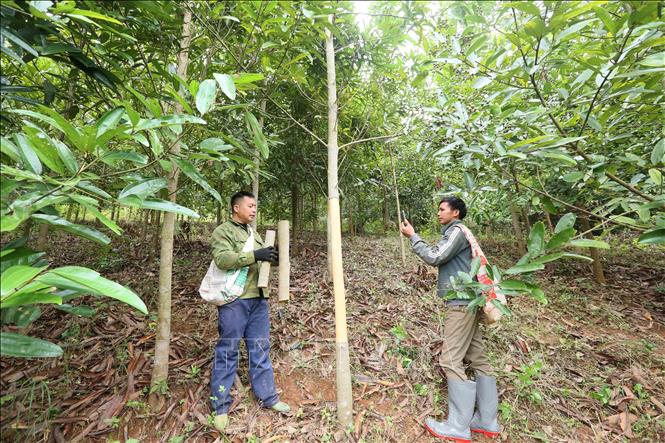 Nông dân ở bản Củ, xã Mường Khiêng, tỉnh Sơn La giới thiệu, quảng bá sản phẩm quế trên các nền tảng mạng xã hội, từng bước mở rộng kênh tiêu thụ. Ảnh: Quang Quyết - TTXVN