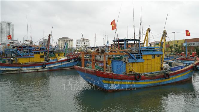 Tàu cá không đủ điều kiện hoạt động được bố trí neo đậu tập trung. Ảnh: Đình Quân - TTXVN                            