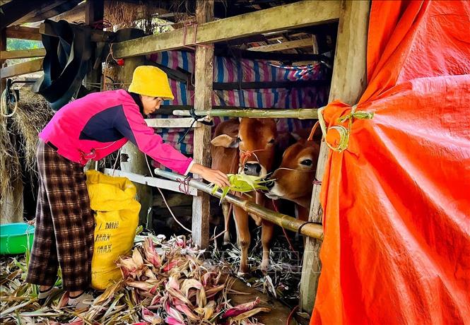 Bổ sung thức ăn cho vật nuôi tại một hộ gia đình tại thôn Tân Chung, xã miền núi An Lạc. Ảnh: Danh Lam -TTXVN 