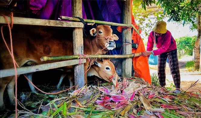 Che chắn chuồng trại tại một hộ gia đình tại thôn Tân Chung, xã miền núi An Lạc. Ảnh: Danh Lam -TTXVN