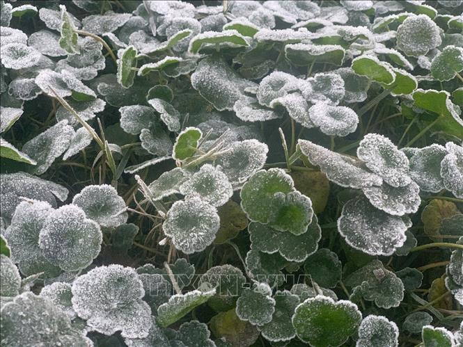 Nhiệt độ giảm sâu xuống dưới 0°C, có thời điểm xuống dưới âm 5°C, khiến băng giá xuất hiện dày đặc trên cây cối, thảm cỏ. Ảnh: TTXVN phát