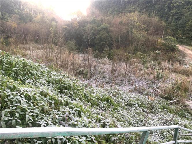 Nhiệt độ giảm sâu xuống dưới 0°C, có thời điểm xuống dưới âm 5°C, khiến băng giá xuất hiện dày đặc trên cây cối, thảm cỏ. Ảnh: TTXVN phát