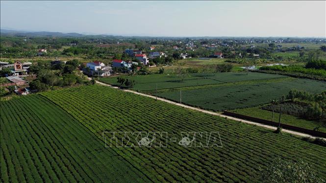 Diện tích trồng chè mang lại giá trị kinh tế cao tại xã Đường Hoa (Quảng Ninh). Ảnh: Đức Hiếu - TTXVN