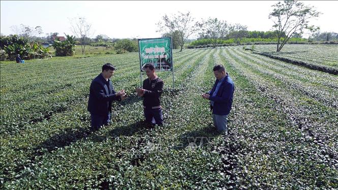 Diện tích chè được canh tác hữu cơ, mang lại giá trị cao tại xã Đường Hoa (Quảng Ninh). Ảnh: Đức Hiếu - TTXVN