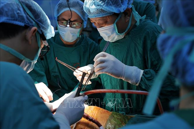 TTƯT.TS.BSCC Đinh Văn Lượng, Bí thư Đảng uỷ, Giám đốc Bệnh viện Phổi Trung ương trực tiếp tham gia ghép phổi cho bệnh nhân. Ảnh: Minh Quyết – TTXVN