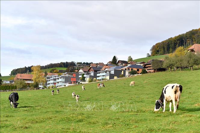 Bò sữa trên đồng cỏ bên ngoài nhà máy của hãng sữa Nestle ở Konolfingen, Thụy Sĩ. Ảnh: THX/TTXVN