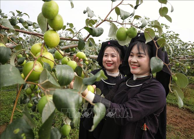Táo là một trong những sản vật của địa phương. Ảnh: Danh Lam -TTXVN 