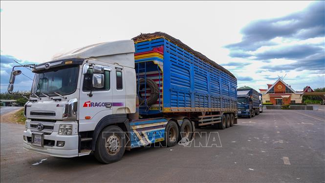 Hàng xe chở nông sản nối dài tại khu vực cửa khẩu Xa Mát, tạo áp lực lớn cho công tác kiểm soát và thông quan. Ảnh: Minh Phú – TTXVN