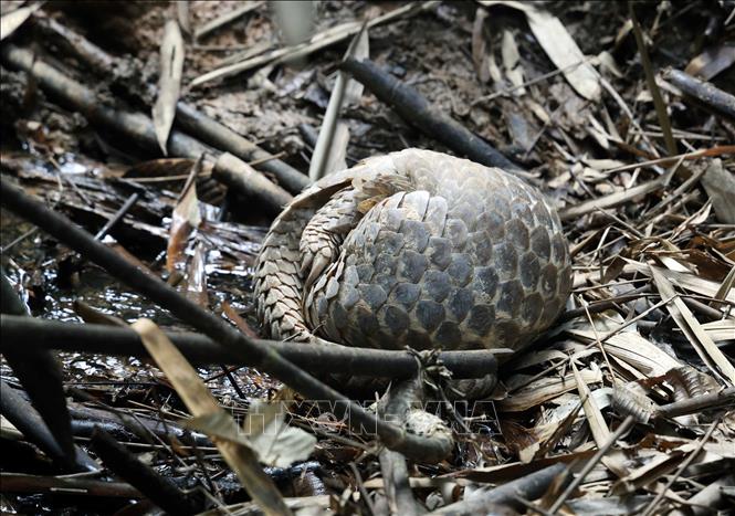 Một cá thể tê tê (tên khoa học Manis javanica) vừa được thả về môi trường tự nhiên. Ảnh: TTXVN phát