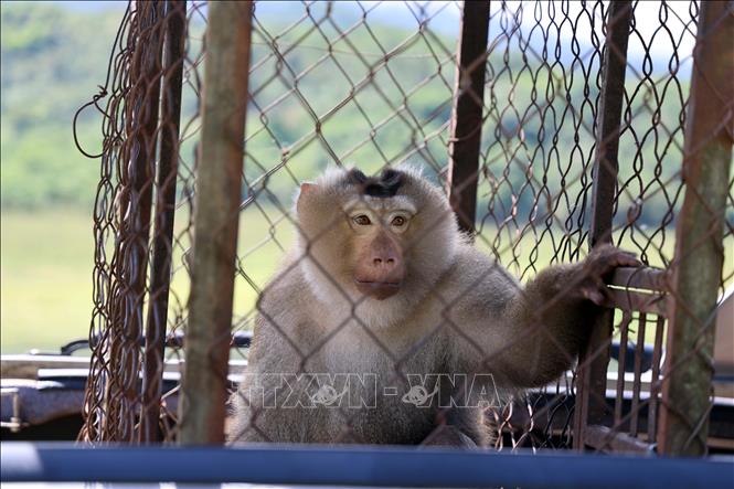 Một cá thể khỉ được người dân bàn giao và chuẩn bị được thả về rừng. Ảnh: TTXVN phát